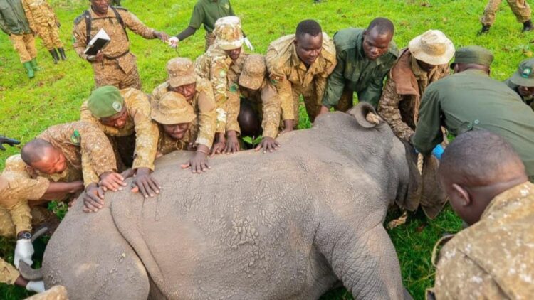 Uganda relocates rhinos to Ajai Wildlife Reserve