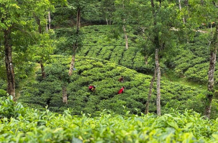 A tea garden in Sylhet.