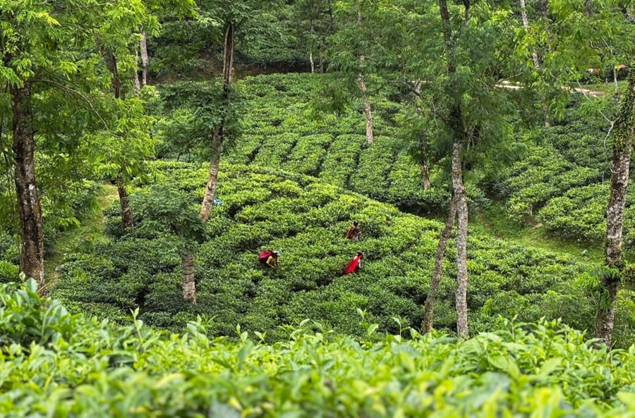 A tea garden in Sylhet.