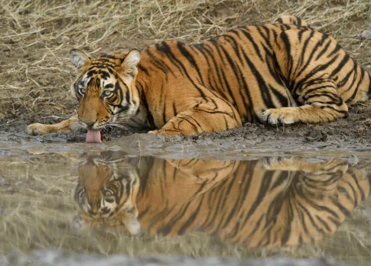 Create separate protocol for tourism management in tiger reserves: Minister to Forest Depts