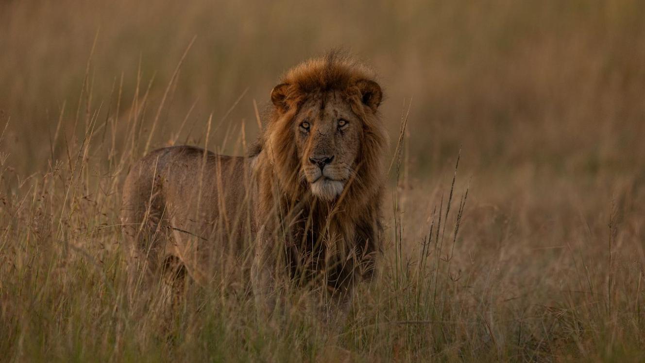 Study links camps to lower lion density