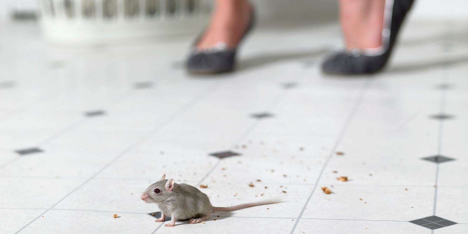 What to do if you find a mouse in your house