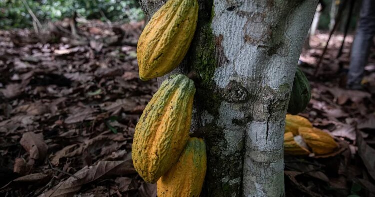 Cocoa: Ghana slashes farmgate rate paid to farmers