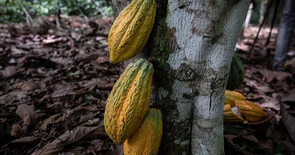 Cocoa: Ghana slashes farmgate rate paid to farmers