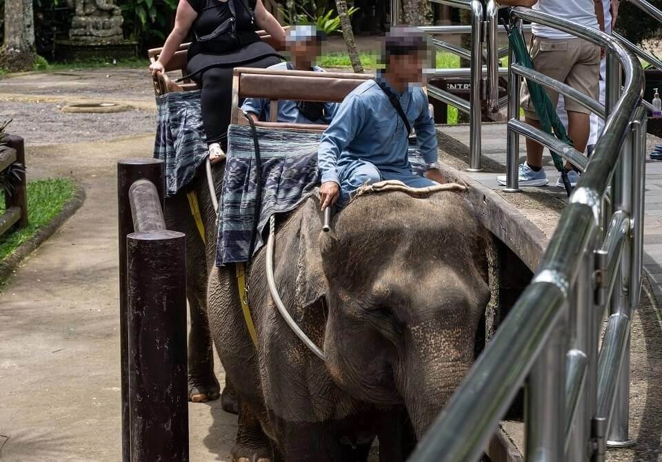 Indonesia bans elephant riding in landmark welfare move