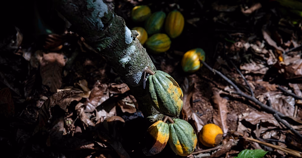 Ivory Coast considers cocoa price cut after Ghana