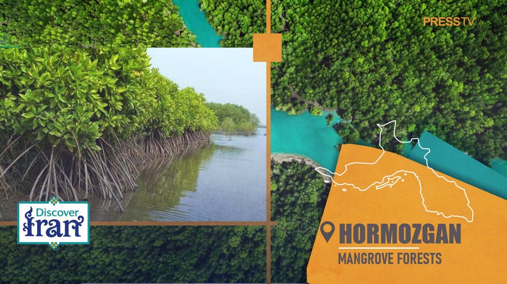 Mangrove forests of Hormozgan, a living ecosystem between land and sea