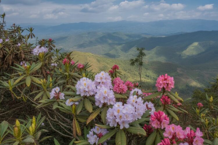 Rih dil, buannel, and the fallout from myanmar’s border crisis