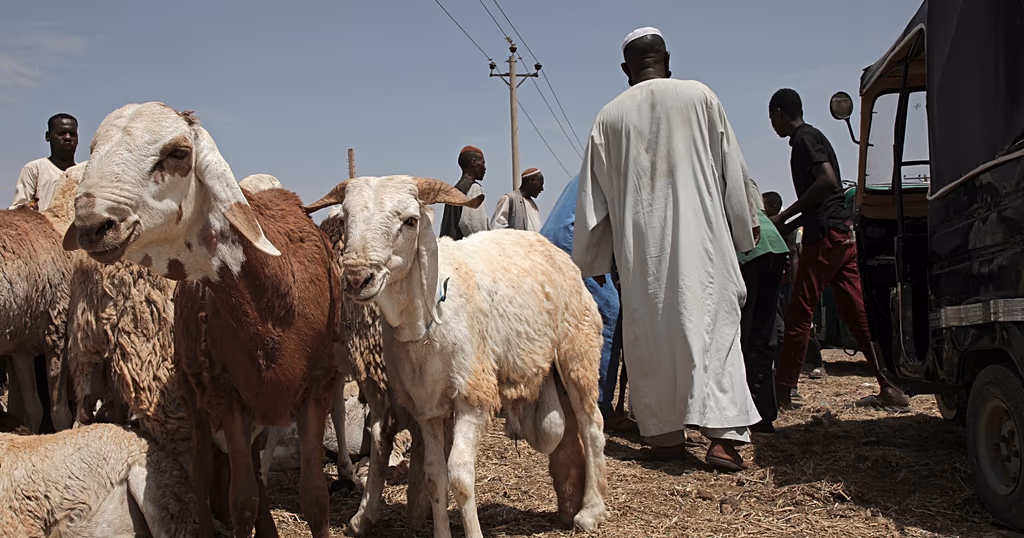 Ramadan preparations underway at Sudan's Gedaref livestock market
