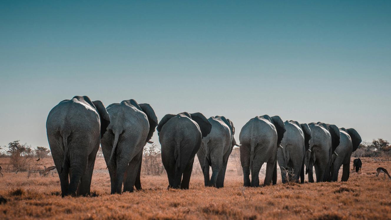 Time to rethink Namibia’s group travel model?