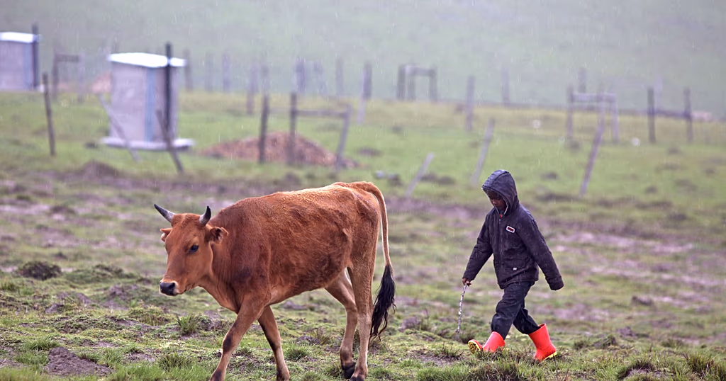 South Africa produces first local vaccine to combat foot-and-mouth disease