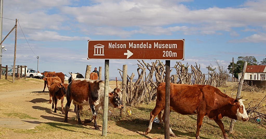 South Africa starts extensive vaccine campagin against FMD in cattle