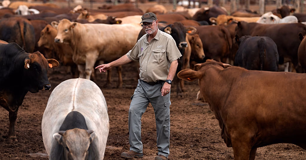 South Africa starts mass vaccination program to halt foot-and-mouth outbreak