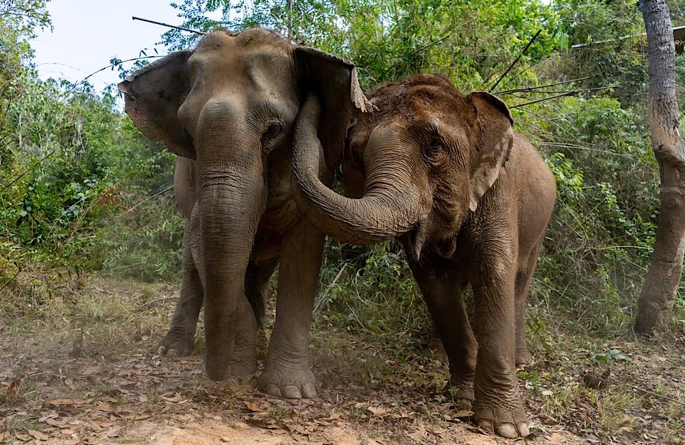 Has elephant tourism in Thailand actually changed, or is it just being marketed differently?
