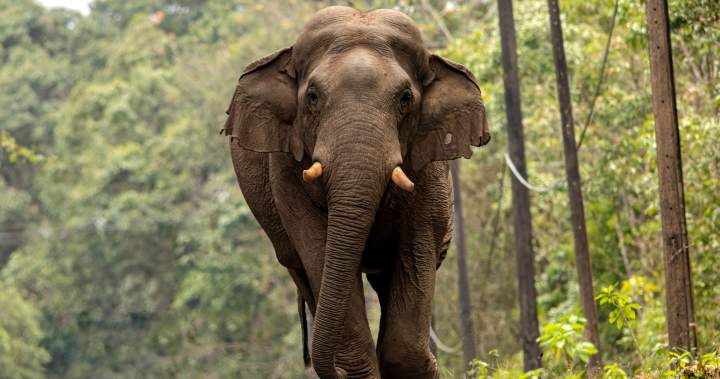 Tourist trampled to death by elephant in Thailand park, the 3rd human it’s killed - National