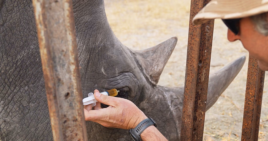Conservationists help save the eyesight of a rhino in Zimbabwe
