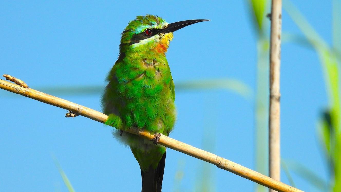 New cross-border birding route launched