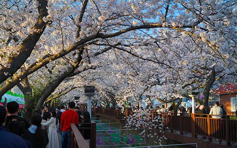 Jinhae Gunhangje named preliminary cultural tourism festival in Korea for 2026–2027