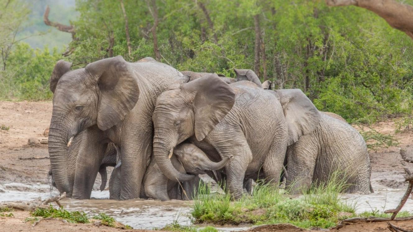 KZN plans “removal” of over 1 000 elephants
