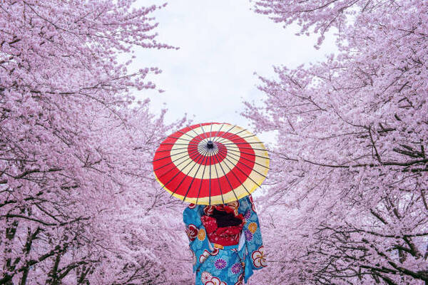 Seoul Spring Festivals 2026 Uncovered: Complete South Korea Spring Travel Safety Strategy for Cherry...