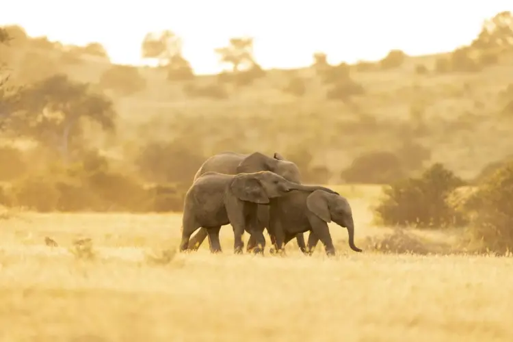 African tourism boom 2026, South Africa safari travel, Namibia desert landscapes tourism, Egypt tourism growth 2026, Mediterranean travel destinations 2026, European travellers visiting Africa, wildlife tourism South Africa, Namibia desert safari tourism, African adventure travel trends, global travel boom Africa, international tourists South Africa, Getaway Magazine