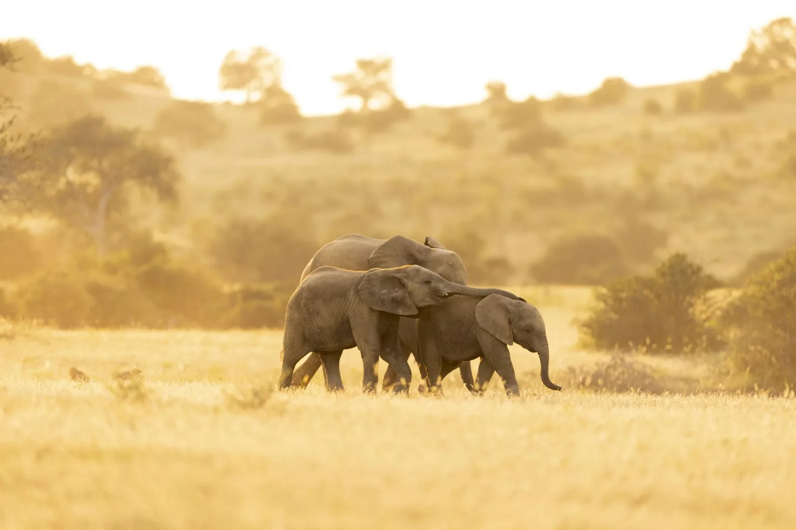 African tourism boom 2026, South Africa safari travel, Namibia desert landscapes tourism, Egypt tourism growth 2026, Mediterranean travel destinations 2026, European travellers visiting Africa, wildlife tourism South Africa, Namibia desert safari tourism, African adventure travel trends, global travel boom Africa, international tourists South Africa, Getaway Magazine