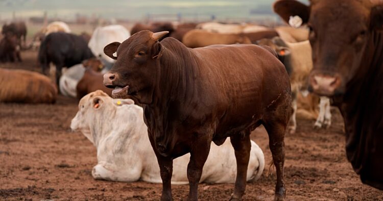 South African farmers reeling from foot-and-mouth disaster