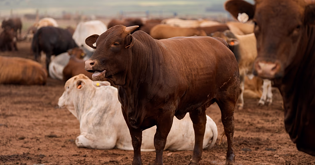 South African farmers reeling from foot-and-mouth disaster