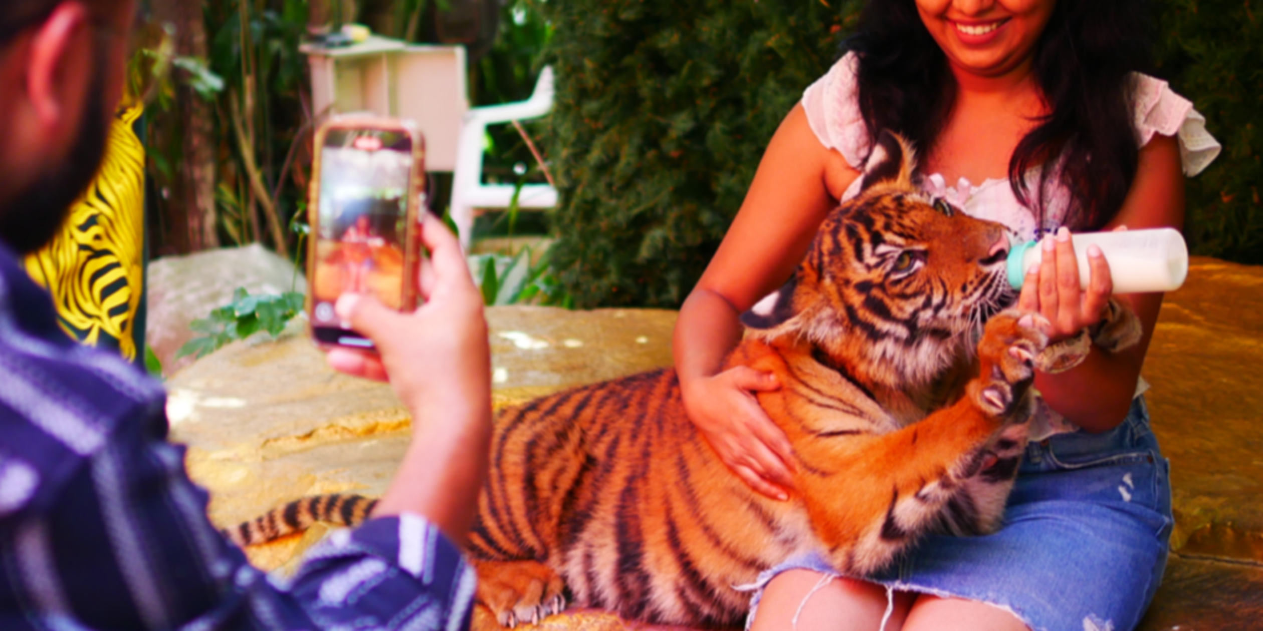 Tiger deaths highlight Thailand's poor track record on animal welfare