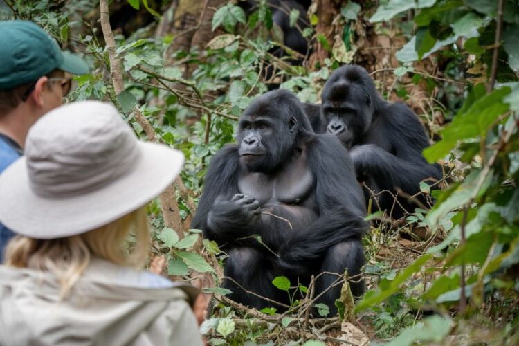 Mountain gorillas in bwindi impenetrable forest, a highlight of uganda’s eco-tourism offerings.