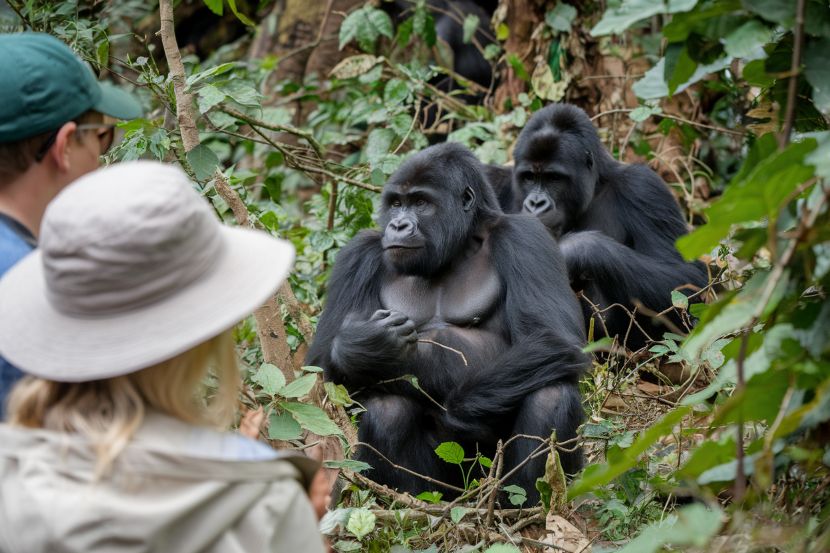 Mountain gorillas in bwindi impenetrable forest, a highlight of uganda’s eco-tourism offerings.