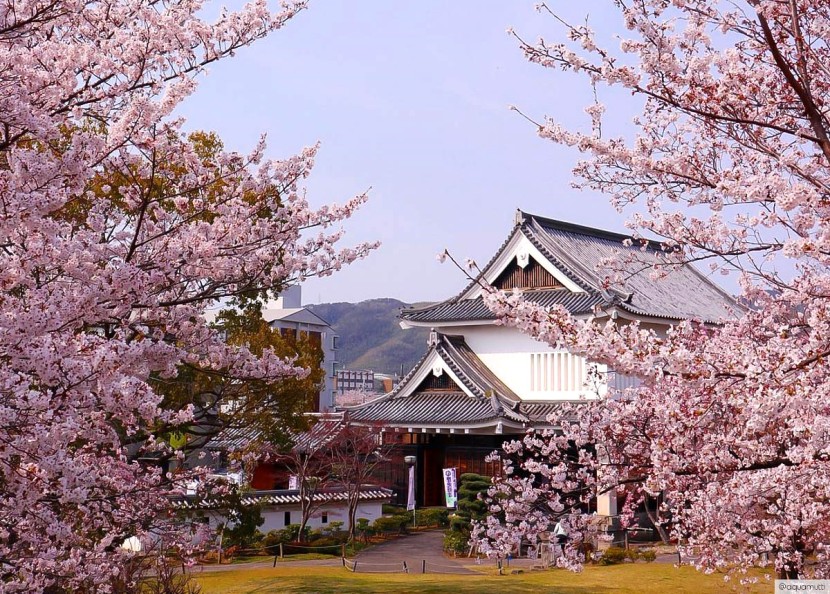 Agoda Reports Thirty-Six Percent Rise in Accommodation Searches for Cherry Blossom Season of Japan, ...