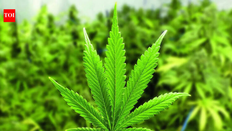 'Marijuana found in bag': Air India co-pilot deported from US | India News