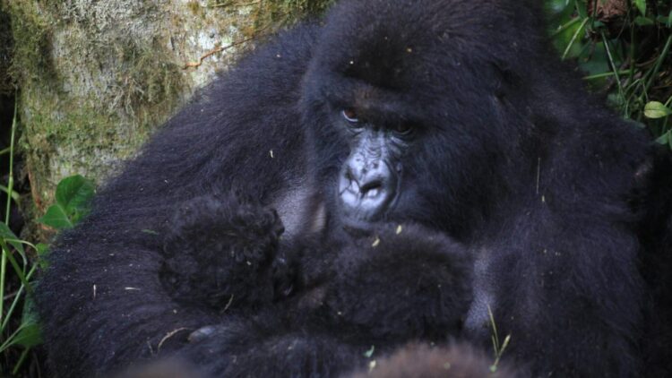 Another pair of gorilla twins