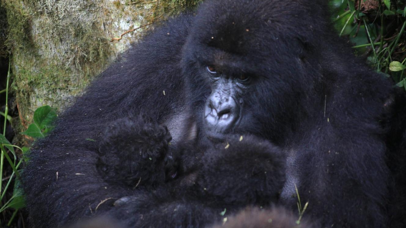 Another pair of gorilla twins