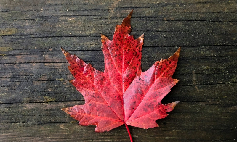 A red maple leaf on an old wood board
