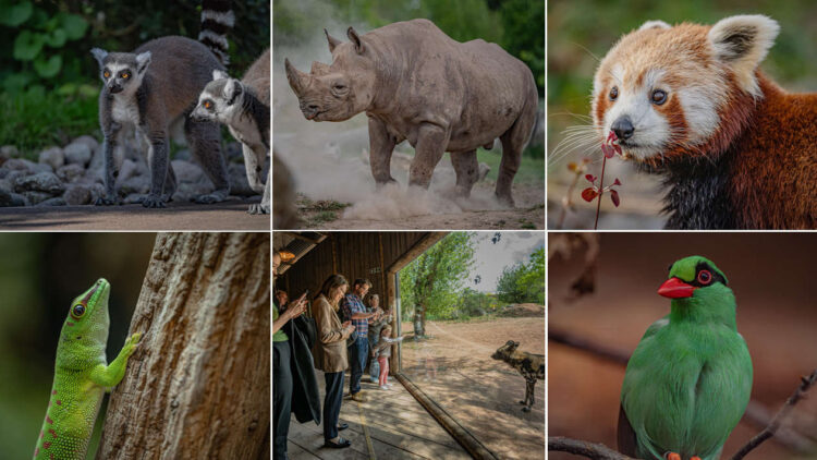 Chester Zoo crowned UK’s best zoo by Tripadvisor