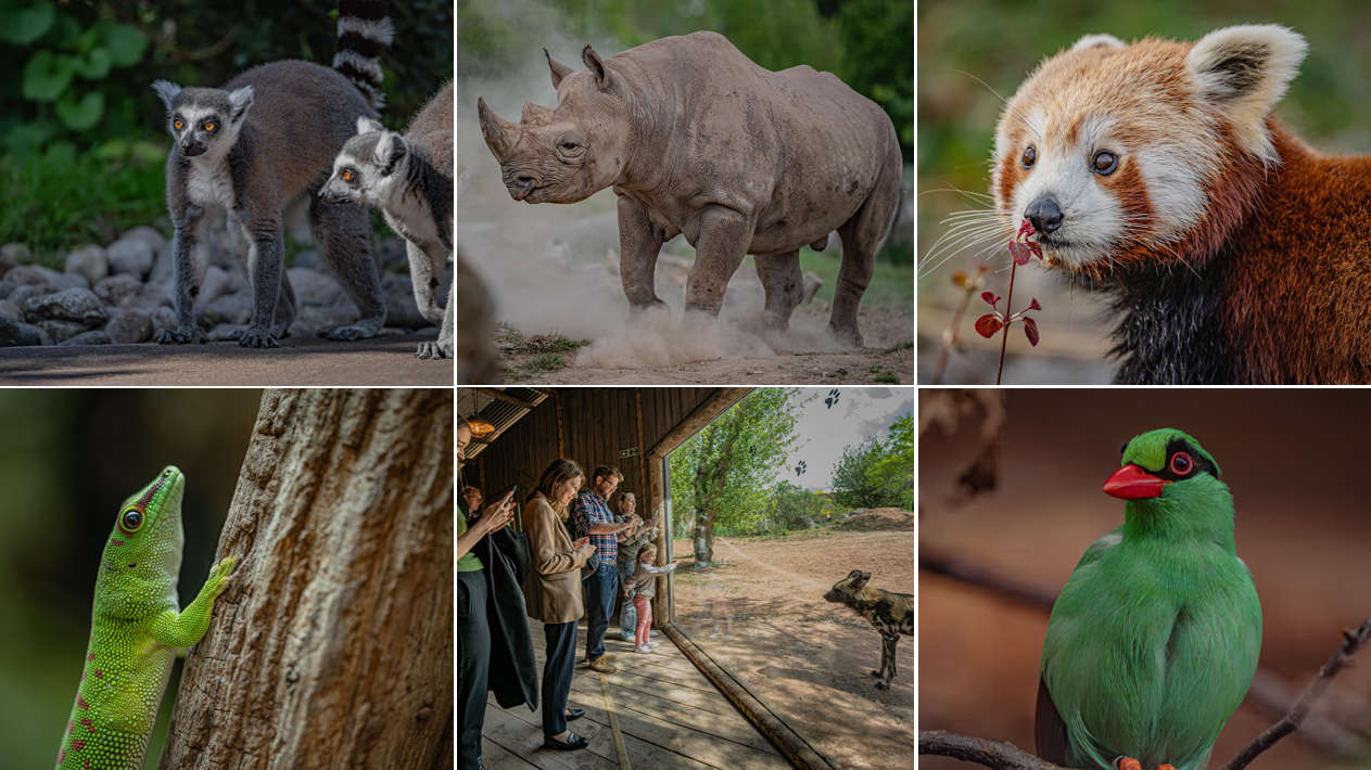 Chester Zoo crowned UK’s best zoo by Tripadvisor