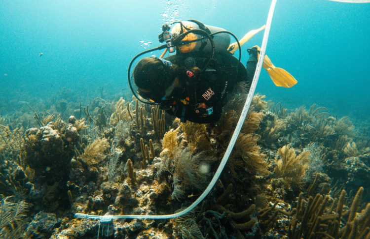 Closed Reefs Cost Money. A Colombian Coral Island May Have The Solution.