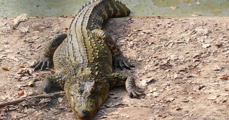 'Large crocodile' mauls man in 20s at popular tourist spot in horror attack
