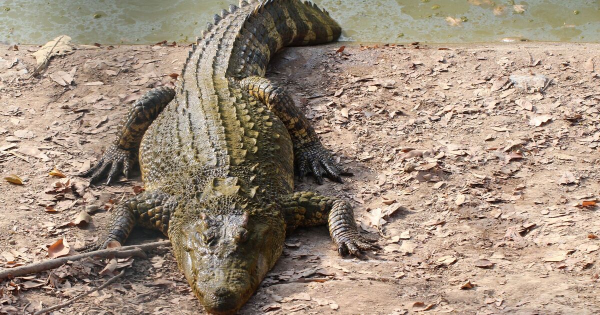 'Large crocodile' mauls man in 20s at popular tourist spot in horror attack