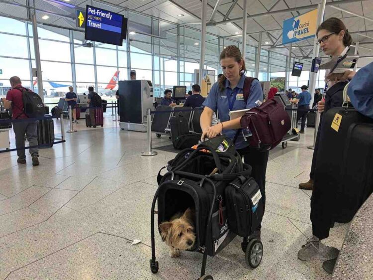 Pet-friendly travel at airport with pet in carrier.