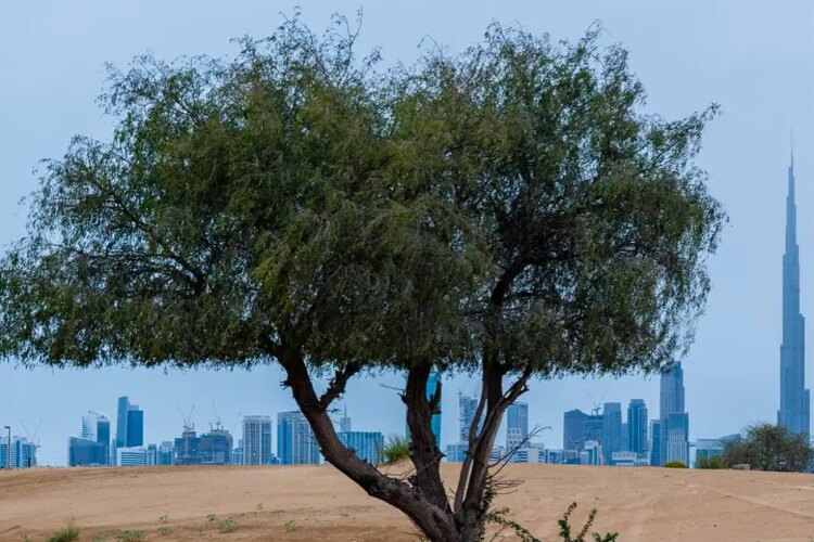 ‘Dubai is open’: Tourism chief details flights, attractions and visitor safety