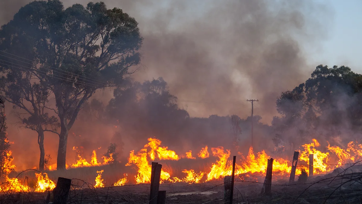 Iag renews aboriginal carbon foundation partnership  rein asia
