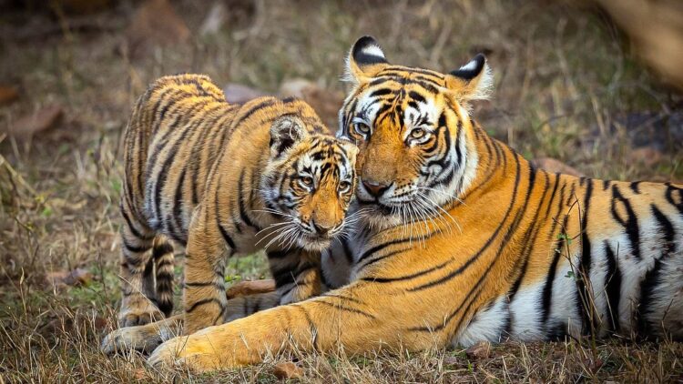 India’s Supreme Court Bans Phones and Night Safaris in Tiger Reserves Amid Crackdown on Irresponsibl...