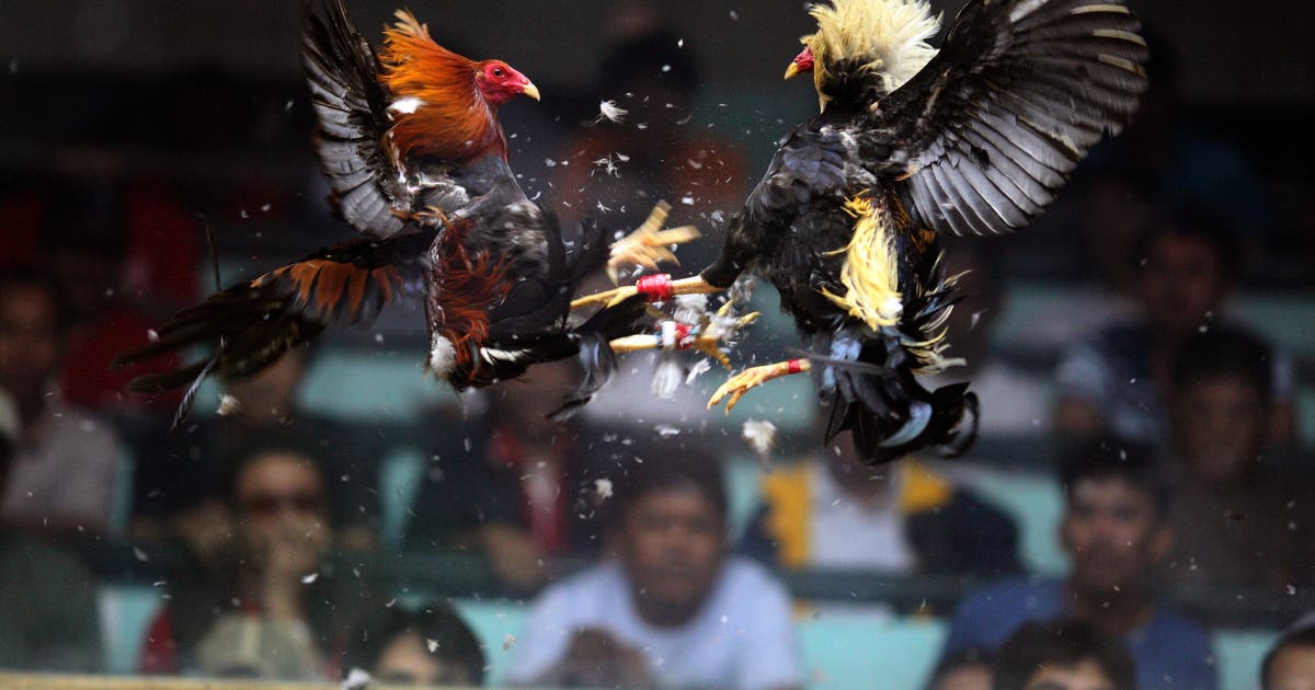Korean Air bans roosters from U.S. flights to Philippines