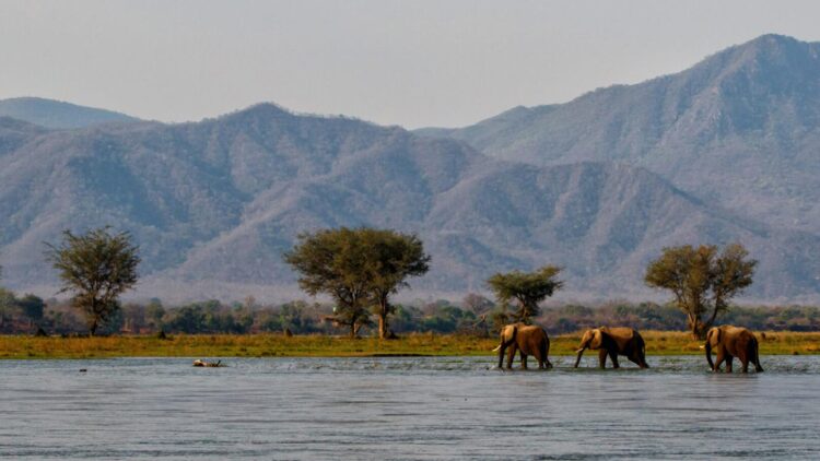 Mana Pools access disrupted following heavy rains