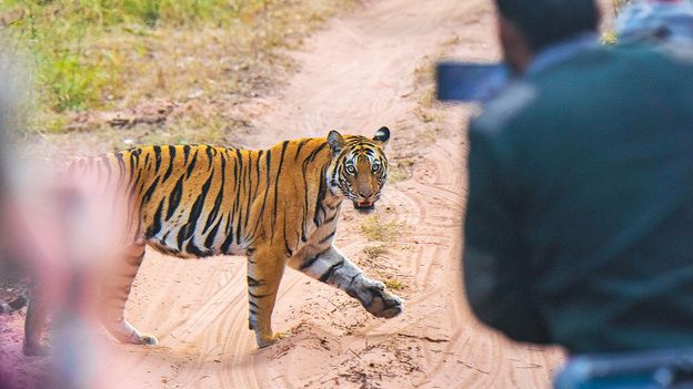 No selfies, no phones: Why wildlife destinations are starting to say 'no' to tourists