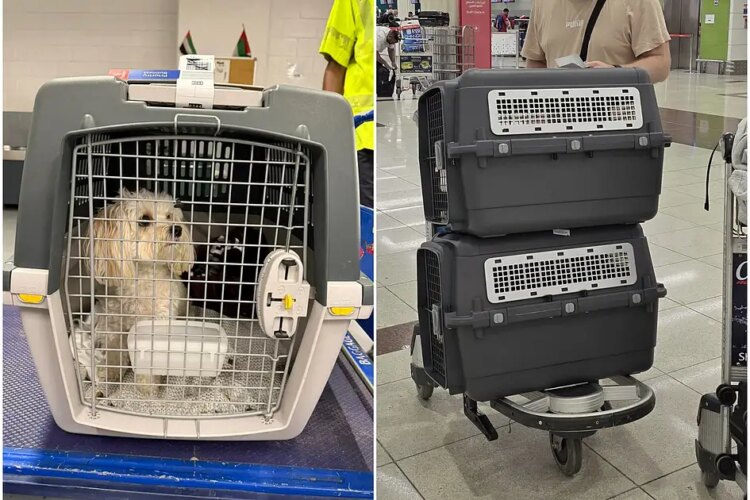 Pet relocation from UAE: How to travel to US, UK, Oman, Saudi Arabia with your fur baby