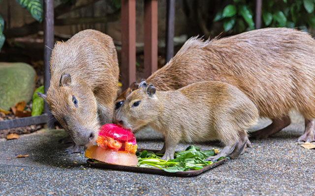 River Wonders celebrates capybara pup milestone with month-long event